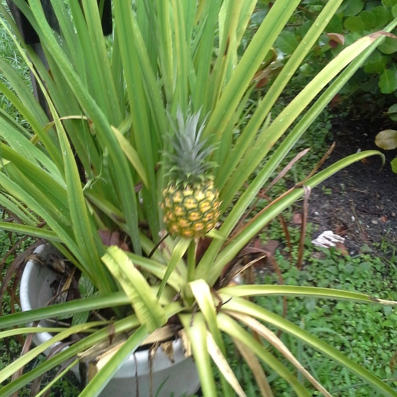 Meet your Posher, Cleo - Picture 2 of 2